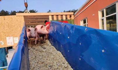 VIV青岛特约丨中国种猪进口“汹涌”,产业格局将迎来何种变化?