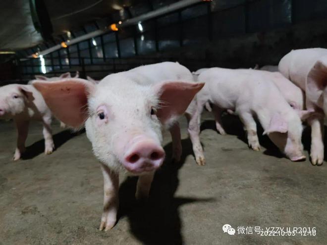德国养猪人对后备母猪培育的思考