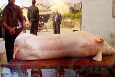 天裕托佩克:做风味猪肉企业的种猪供应链-畜牧人才网