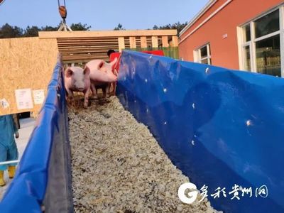 500头法系种猪“越洋包机”抵达贵州!需隔离45天