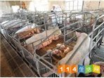 武定县插甸乡鑫发养殖托佩克示范基地全部图片_武定114生活网
