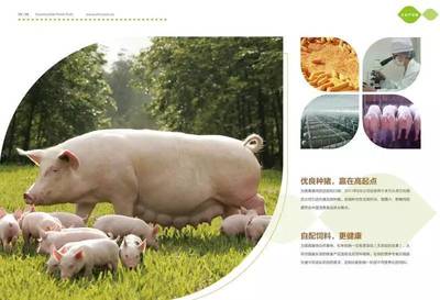 大理石花纹的上海本土猪肉,何以能烧出小时候的浓郁香气?_美食_网