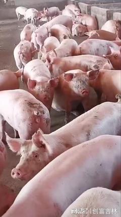 公主岭市久嘉种猪繁育