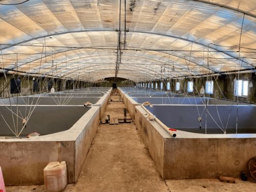养虾年年成功 自主设计 跑道养虾 ,产量30斤 方,他是怎么做到的