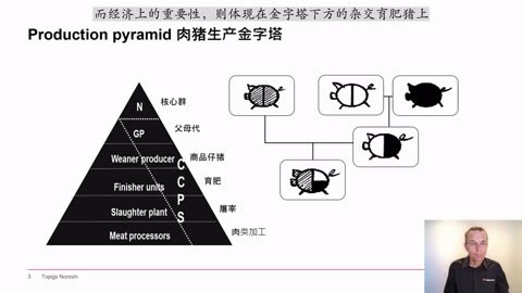 托佩克种猪gpgs峰会杂交猪的性能纯种猪的性能