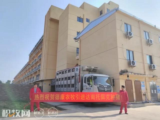 德康集团引种达南托佩克种猪