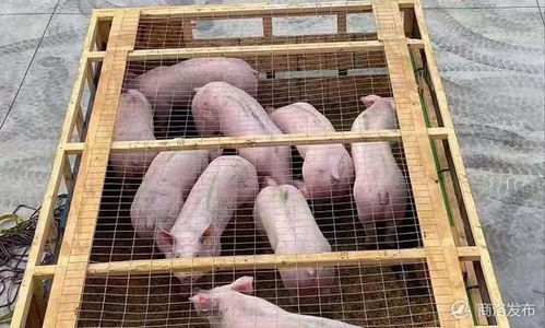 丹凤引进531头托佩克种猪,促进生猪复产保供