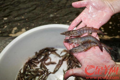 沿着高速看中国 广东 丨一起到湛江来当 逮虾户 吧