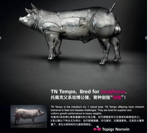 温氏集团再次引进托佩克核心群种猪