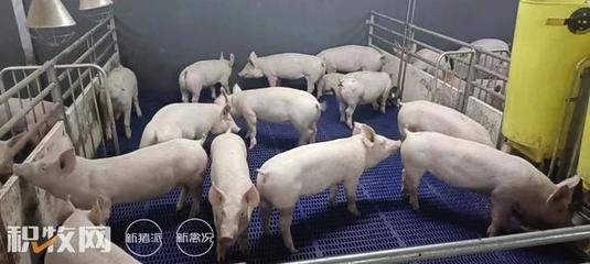 牧原股份引种达南托佩克种猪