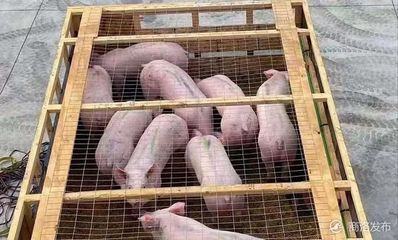 丹凤引进531头托佩克种猪,促进生猪复产保供