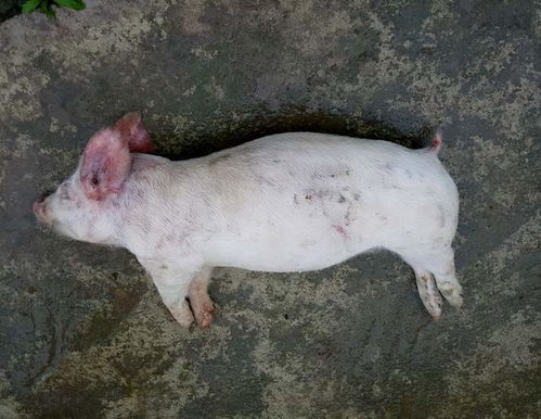 仔猪呕吐是什么原因 仔猪呕吐不吃食怎么办 这四点我们要重视