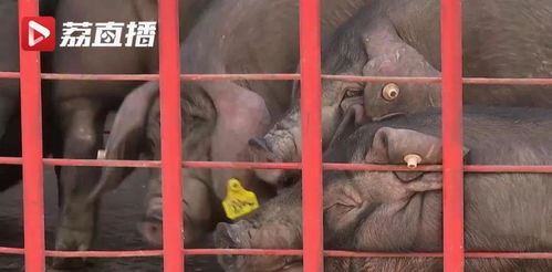 22头猪猪坐车去拉萨,300斤苹果路上吃 它们有个使命