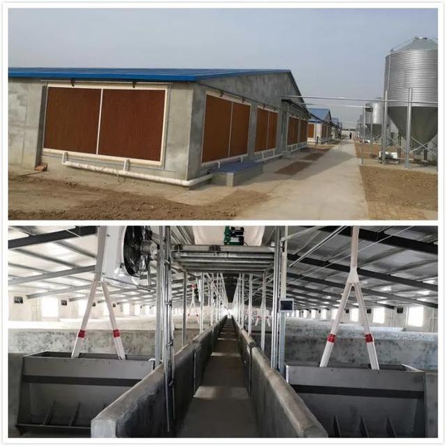 无棣信阳镇规模化生猪养殖基地交付使用