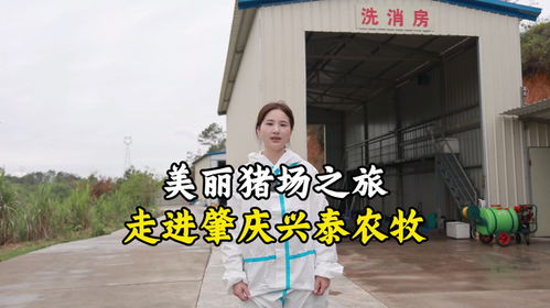 美丽猪场之旅 走近肇庆兴泰农牧 畜牧 养猪 种猪 托佩克