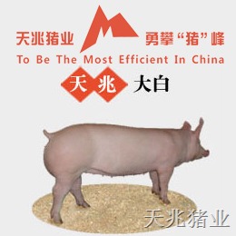 甘肃大约克猪