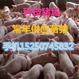 养猪厂家 养猪公司 优质养猪供应商