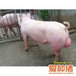 江苏省永康农牧科技 大约克公猪