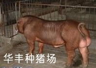 供应仔猪母猪种母猪供应商 江苏省淮安市华丰种猪厂