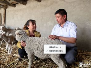 确认过眼神,木合甫力 沙比尔就是村民脱贫致富带头人