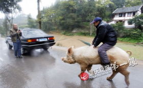 老人骑500斤猪逛街 八戒传奇组合回头率高