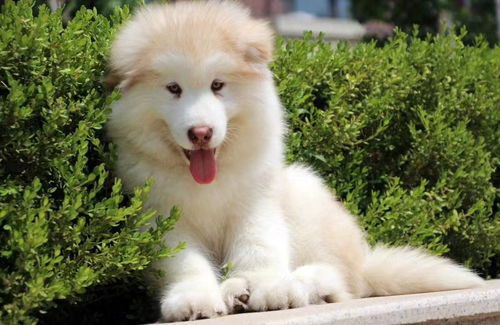 图 崽崽犬舍出售精品阿拉斯加 证件全 本地可自提 成都宠物狗