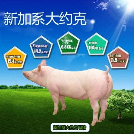 加系长白种猪 母猪
