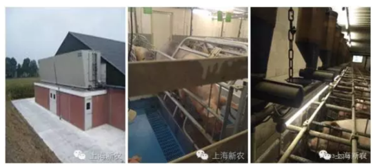 荷兰!2人养10000头猪,如何做到PSY28头?