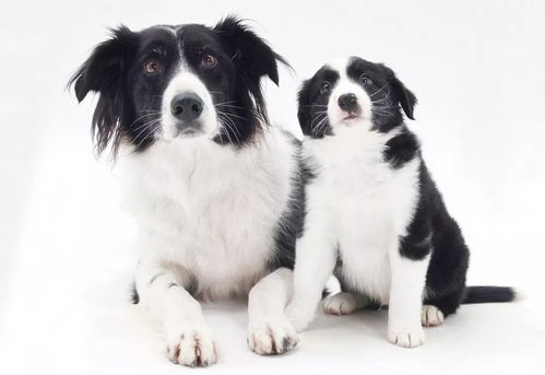养犬须知 繁殖那些事