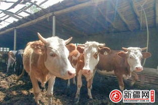 新和县塔木托格拉克乡 走进 牛 行发 牛 财