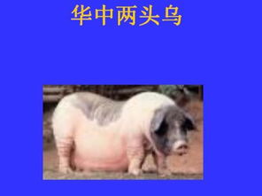 中国常见地方品种猪简介 养猪,你真正的了解多少猪的品种