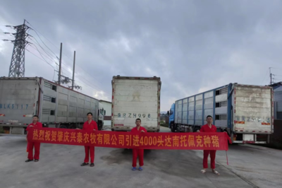 阳江新建改建扩建51个养猪场