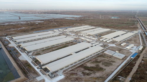 养殖产业转型升级,沾化区滨海镇这家企业月产仔猪20000头