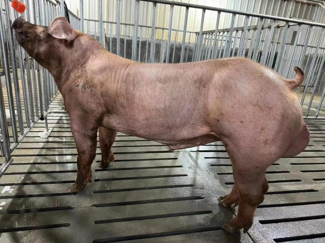 福建利友种猪成功交付广东恒兴集团,深化行业合作