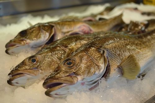 生鲜海鲜水产与优质种猪的视觉呈现 鳕鱼与托佩克种猪摄影艺术
