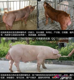 新美系大约克种猪全面介绍及市场信息