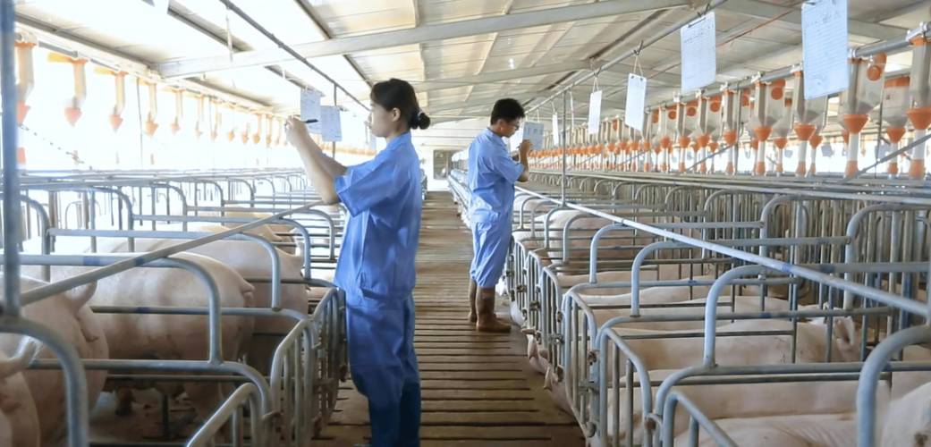 我国为何大量进口种猪而非依赖本土托佩克品种？