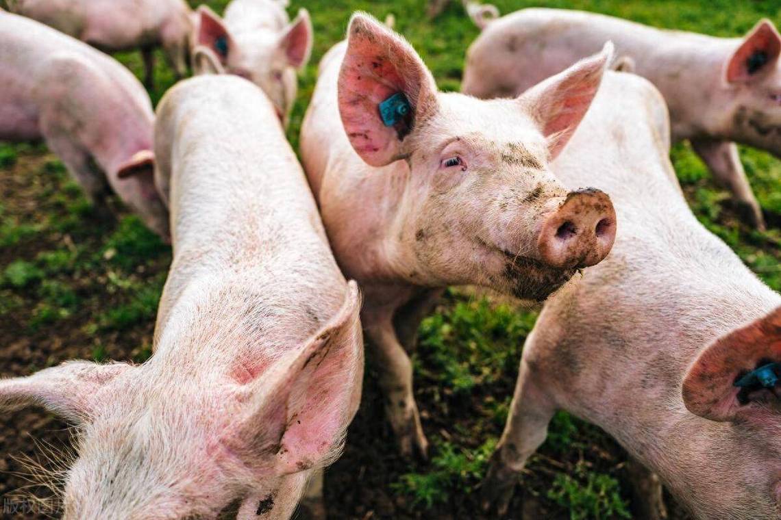 猪咳嗽平喘打什么针？托佩克种猪呼吸道问题防治指南