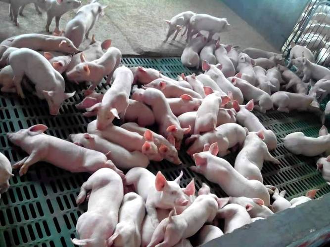 规模化猪场降本增效新利器 揭秘托佩克种猪的养殖优势