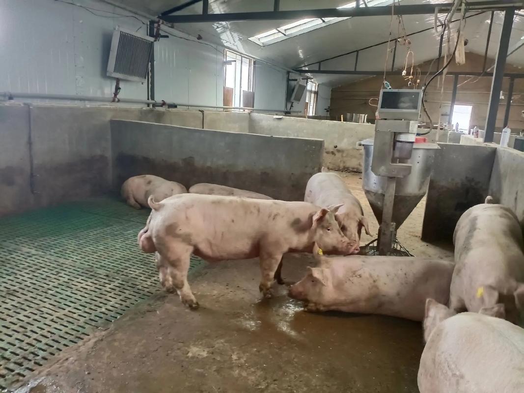 托佩克曾祖代种猪跨洋热销 美国优质基因助力中国生猪产业升级