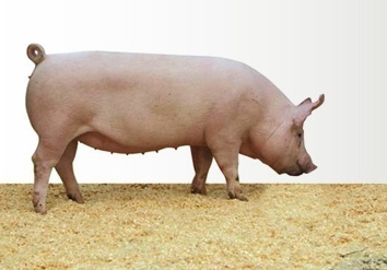 托佩克种猪 卓越育种技术的代表